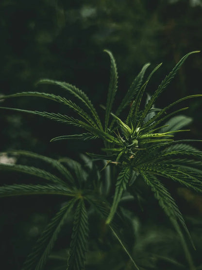 Close-up of lush green hemp plant, natural source of hemp ozone oil for skin care